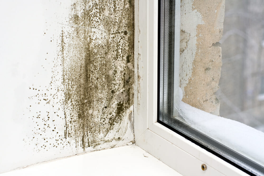 Do Impact Windows And Doors Prevent Mold And Mildew Buildup?