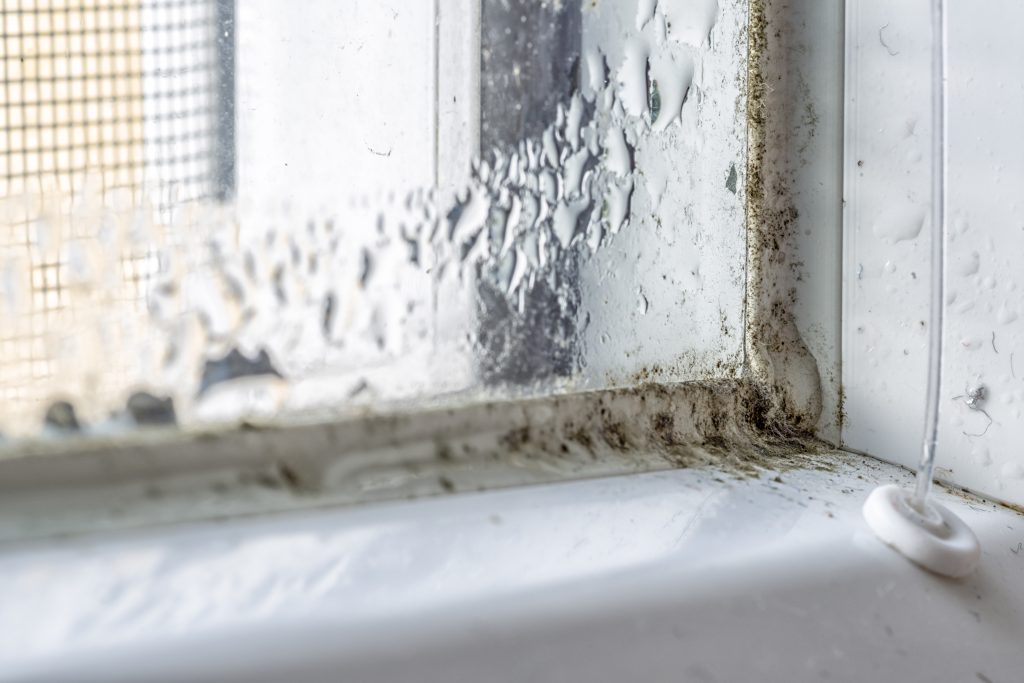 Do Impact Windows And Doors Prevent Mold And Mildew Buildup?